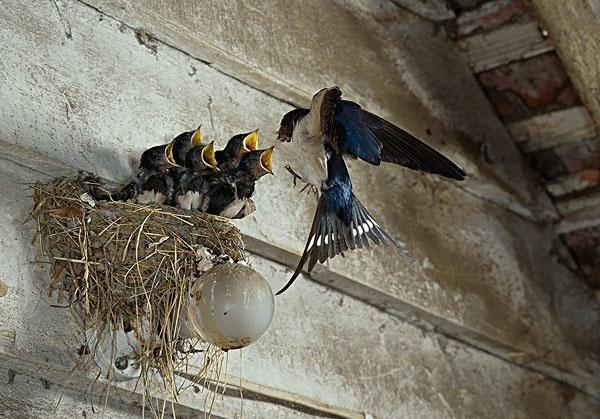 5个马来西亚的立春活动 - 修建燕子窝