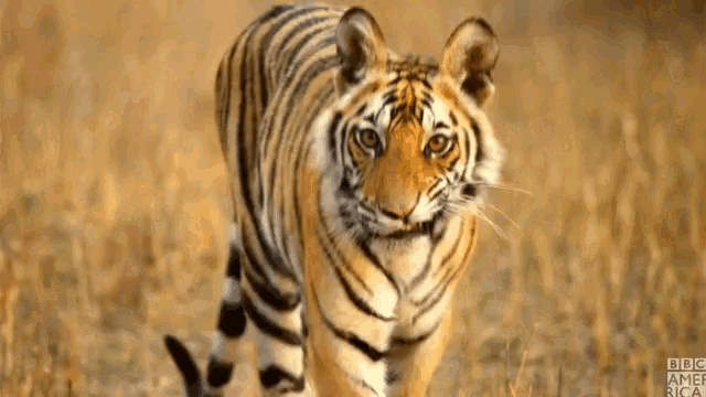 Why Slots Termed as Tiger Machine in Chinese